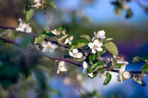 Blooming apple tree. Spring flowering. Soft focus, author processing. Foto stock