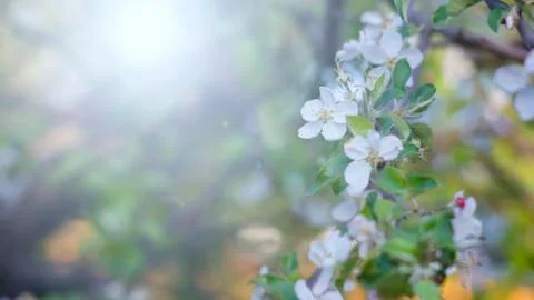 Blooming apple tree. Spring flowering. Soft focus, author processing. Beautiful Stock Photos