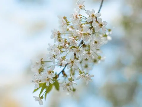 Blooming apple tree. Spring flowering trees. Stock Photos