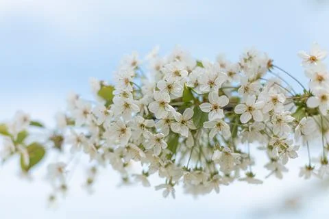 Blooming apple tree. Spring flowering trees. Stock Photos