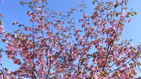 Blooming apple tree in spring Stock Footage 23243827