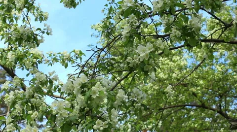 Blooming apple tree in spring. Stock Footage 50676526