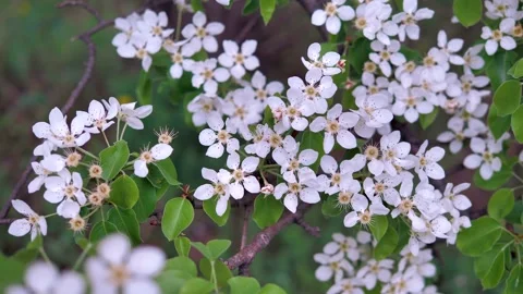 Blooming Apple tree in spring Stock Footage 130596898