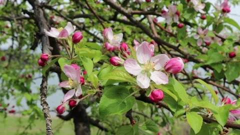 A blooming apple tree in spring Stock Footage 238429269