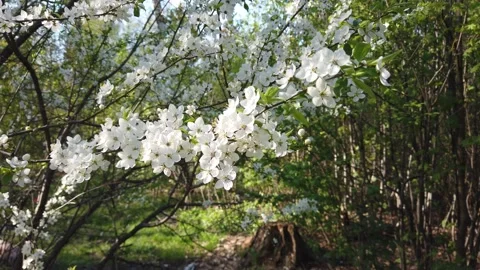 Blooming apple tree in spring in forest Video stock 153925040