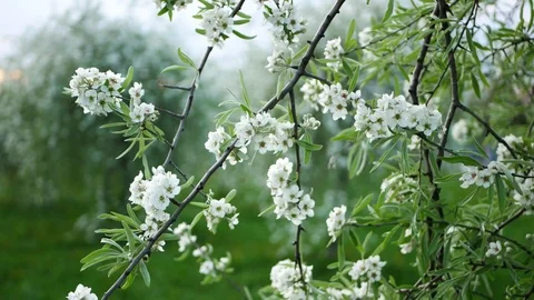 Blooming apple tree in the spring garden. Stock Footage 119165600