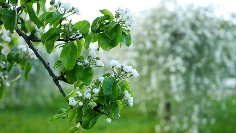 Blooming apple tree in the spring garden. Video stock 119165629