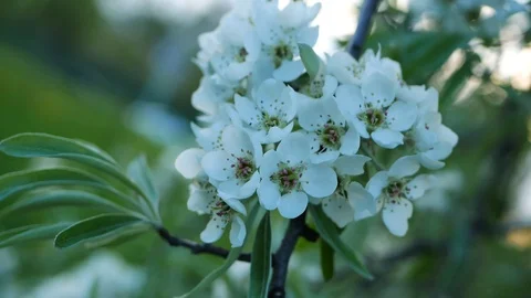 Blooming apple tree in the spring garden. Video stock 127760507
