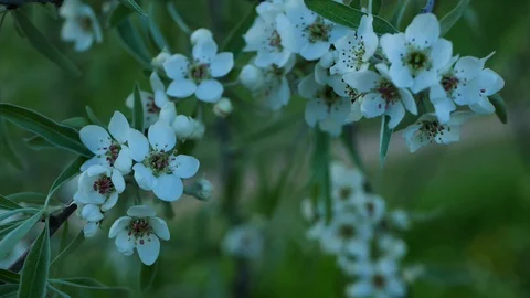 Blooming apple tree in the spring garden. Video stock 127760520