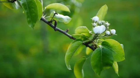 Blooming apple tree in the spring garden. Stock Footage 127761136