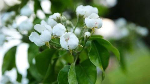 Blooming apple tree in the spring garden. Stock Footage 127761183