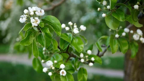 Blooming apple tree in the spring garden. Stock Footage 127761219