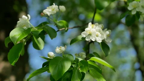 Blooming apple tree in the spring garden. Stockbeeldmateriaal 169348271