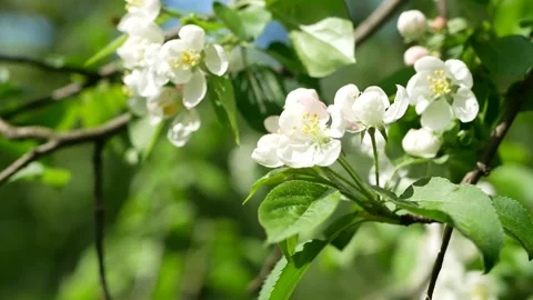 Blooming apple tree in the spring garden. Video stock 169349094