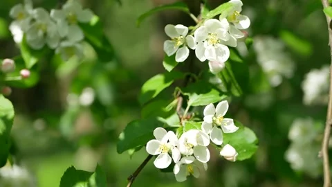 Blooming apple tree in the spring garden. Stock Footage 169349168