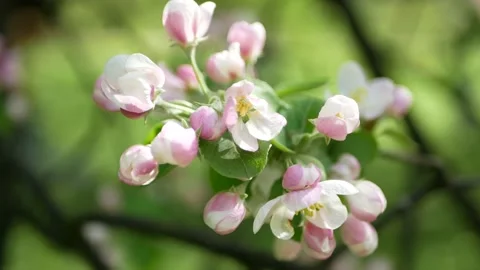 Blooming apple tree in the spring garden. Stock Footage 169349751