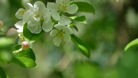 Blooming apple tree in the spring garden. Stock Footage 169350199