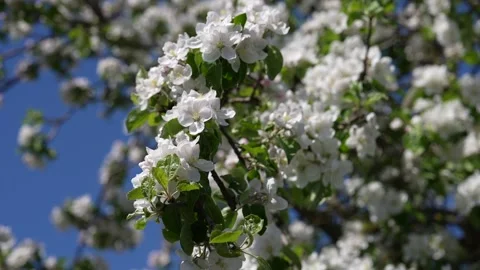 Blooming apple tree in the spring garden. Stock Footage 313225030