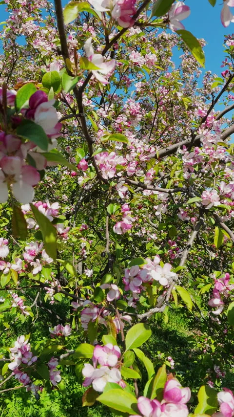 Blooming Apple Tree In Spring Garden With Blue Sky 库存影片 334861949