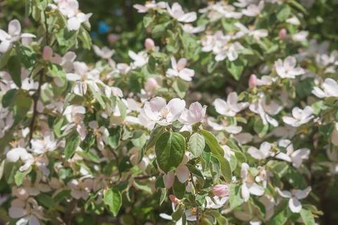 Blooming apple tree in the spring garden. Close up of white flowers on a tree Stock Photos