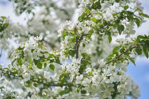 A blooming apple tree in the spring garden. Close-up of white flowers on a tree Stock Photos