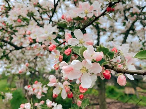 Blooming apple tree in the spring garden. Spring vibes. Close up of white, pink Stock Photos