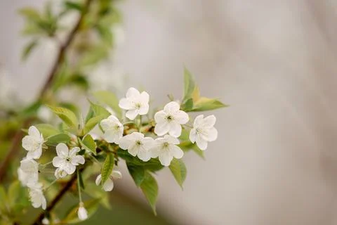 Blooming apple tree in the spring garden. Close up of white flowers on a tree Stock Photos