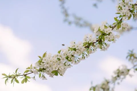 Blooming apple tree in the spring garden. Close up of white flowers on a tree Stock Photos