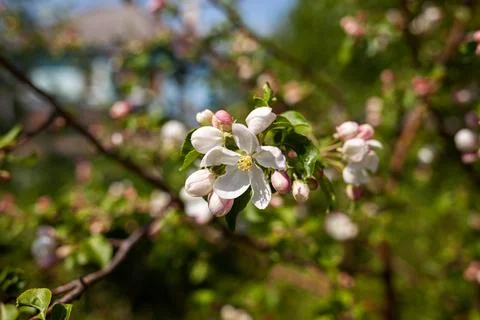 Blooming apple tree in the spring garden. Close up of white flowers Stock Photos