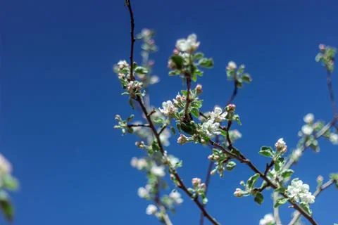 Blooming apple tree in the spring garden. Close up of white flowers on a tree Stock Photos