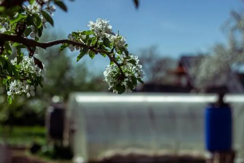 Blooming apple tree in the spring garden. Close up of white flowers on a tree Stock Photos