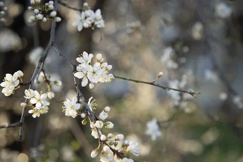 Blooming apple tree in the spring garden Stock Photos