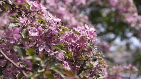 Blooming apple tree in the spring garden. Close up of pink flowers on a tree 스톡 사진