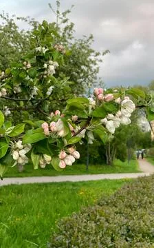 Blooming apple tree in the spring garden. White and pink blossom in bloom. .. Stock Photos
