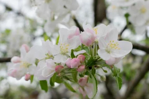 Blooming apple tree in spring Stockfoto's