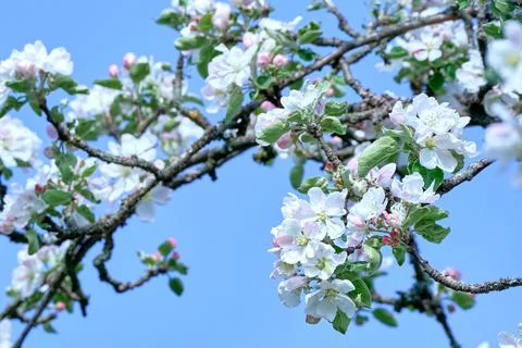 Blooming apple tree in spring Stock Photos