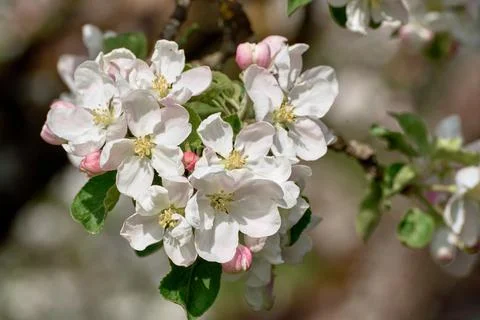 Blooming apple tree in spring Stock Photos