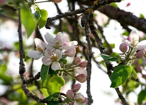 Blooming apple tree in spring Stock Photos