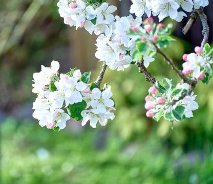Blooming apple tree in spring Stock Photos