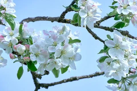 Blooming apple tree in spring Stock Photos