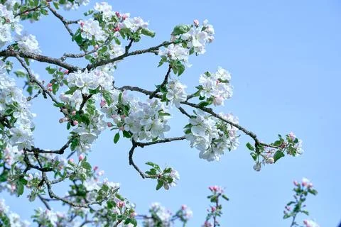 Blooming apple tree in spring Stock Photos