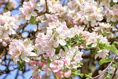 Blooming apple tree in spring Stock Photos
