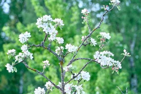 Blooming apple tree in spring Stock Photos