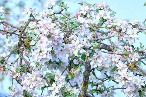 Blooming apple tree in spring Stock Photos