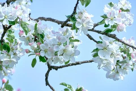 Blooming apple tree in spring Stock Photos