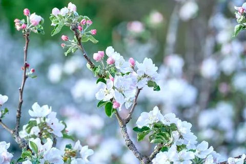 Blooming apple tree in spring Stock Photos