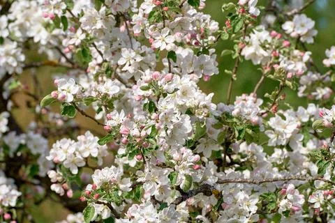 Blooming apple tree in spring Stock Photos