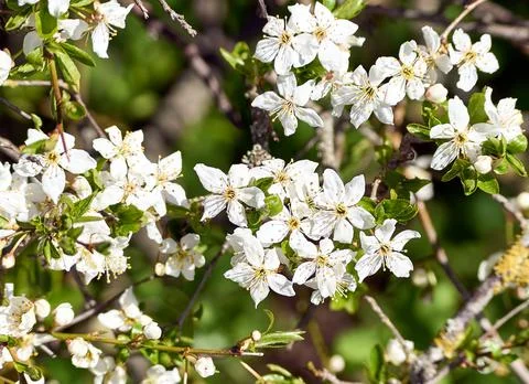 Blooming apple tree in spring Stock Photos