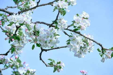 Blooming apple tree in spring Stock Photos