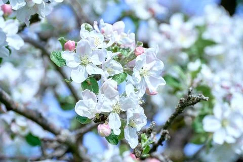 Blooming apple tree in spring Stock Photos